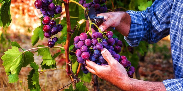 産地にあったブドウ造りで、数多くの品種を生み出すことができる