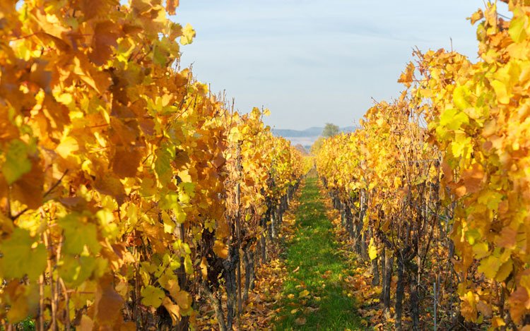 秋とワインの関係