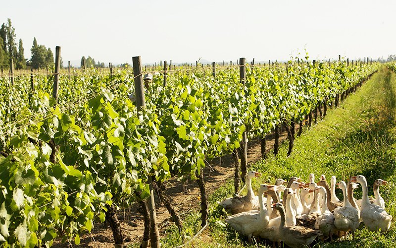 【ワイン好き必読！】最近よく聞く「サステナビリティ」の意味を正確に知っておこう！