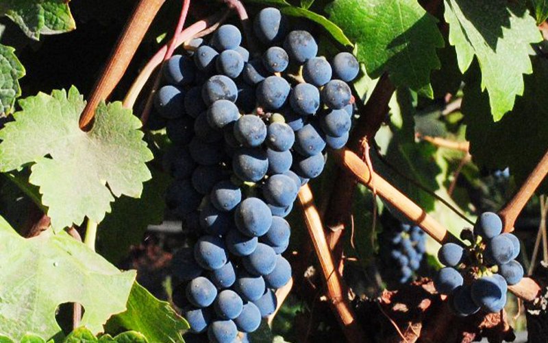 【ブドウ品種に詳しくなろう！ Vol.1 】「最も旅している黒ブドウ」カベルネ・ソーヴィニヨン 