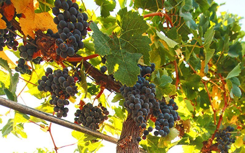 【ブドウ品種に詳しくなろう！】Vol.2「ふくよかで柔らか、親しみやすい赤」メルロー 