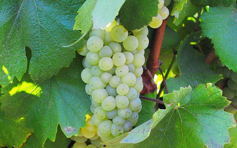【ブドウ品種に詳しくなろう！】Vol.3「世界で最も有名な白ブドウ」シャルドネ 