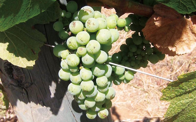 【ブドウ品種に詳しくなろう！】Vol.4「爽やかな香りの白ブドウ」ソーヴィニヨン・ブラン 