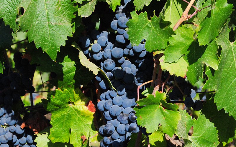 【ブドウ品種に詳しくなろう！】Vol.6「チリで花開いた個性派赤ワイン」カルメネール 
