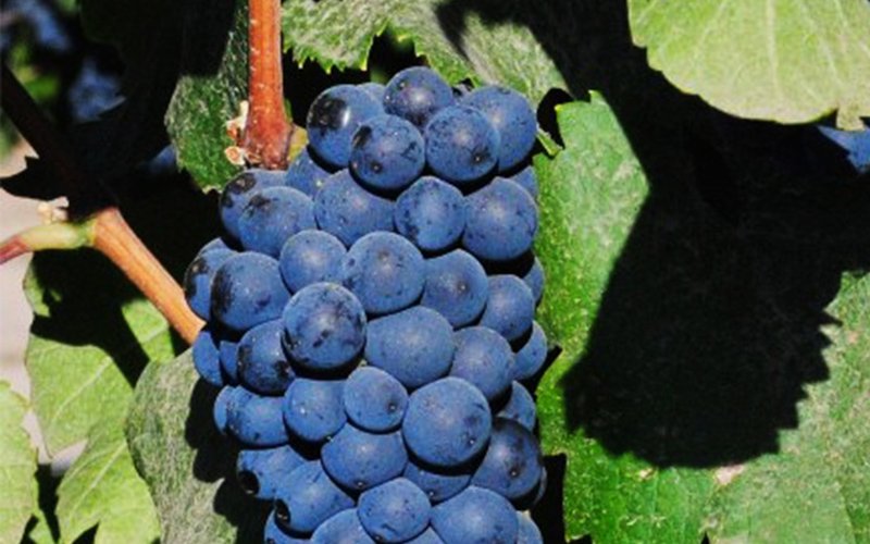 【ブドウ品種に詳しくなろう！】Vol.5「ブルゴーニュ原産の偉大な赤ワイン」ピノ・ノワール 