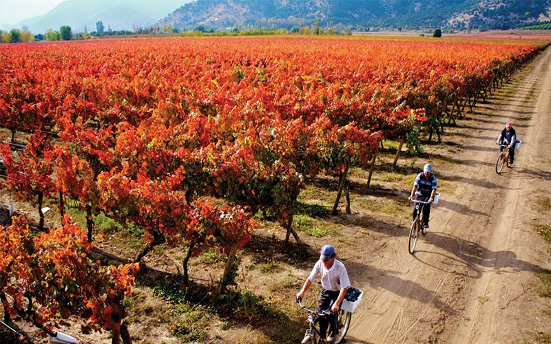 【チャリンコ通信】Vol.4　青いカルメネール、紅いカルメネール（前編） 