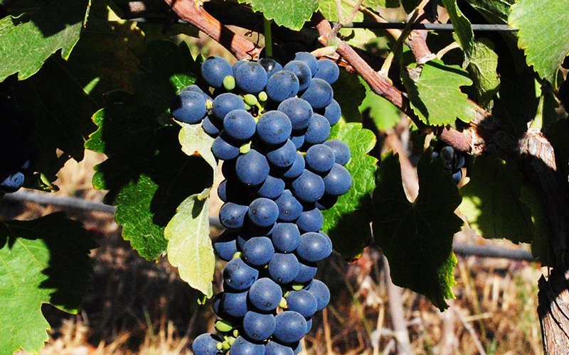 【ブドウ品種に詳しくなろう！】Vol.7「黒コショウの香りの力強い赤」シラー