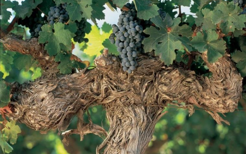 【チャリンコ通信】Vol.10   「チリワインの顔」はカベルネ・ソーヴィニヨンのはずだが。 