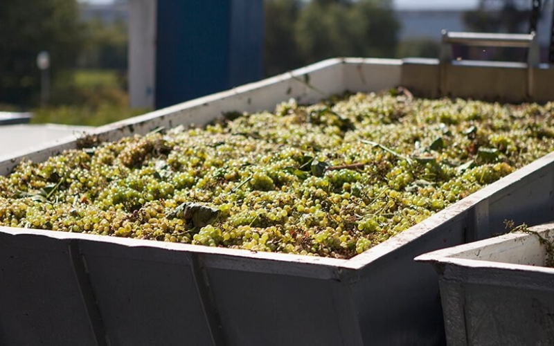 収穫レポート速報