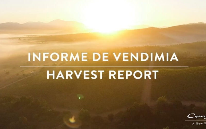 収穫レポート　2018年ヴィンテージ